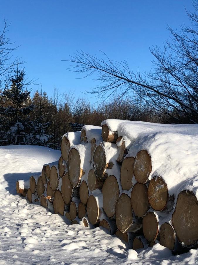Bocksbergglueck In Hahnenklee, Endreinigung, Bezogene Betten, Handtuecher Inklusive Goslar Exteriör bild